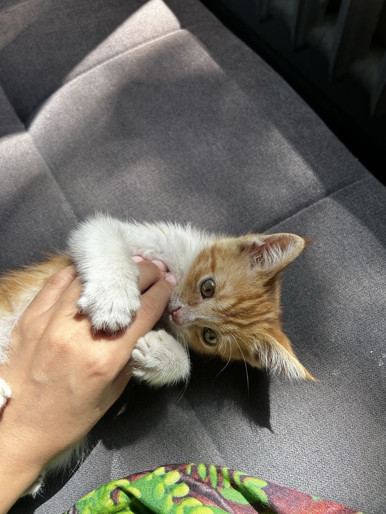 Котенок в добрые руки