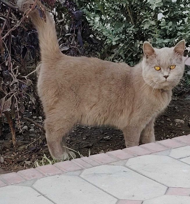 Скоттиш страйт Мушук