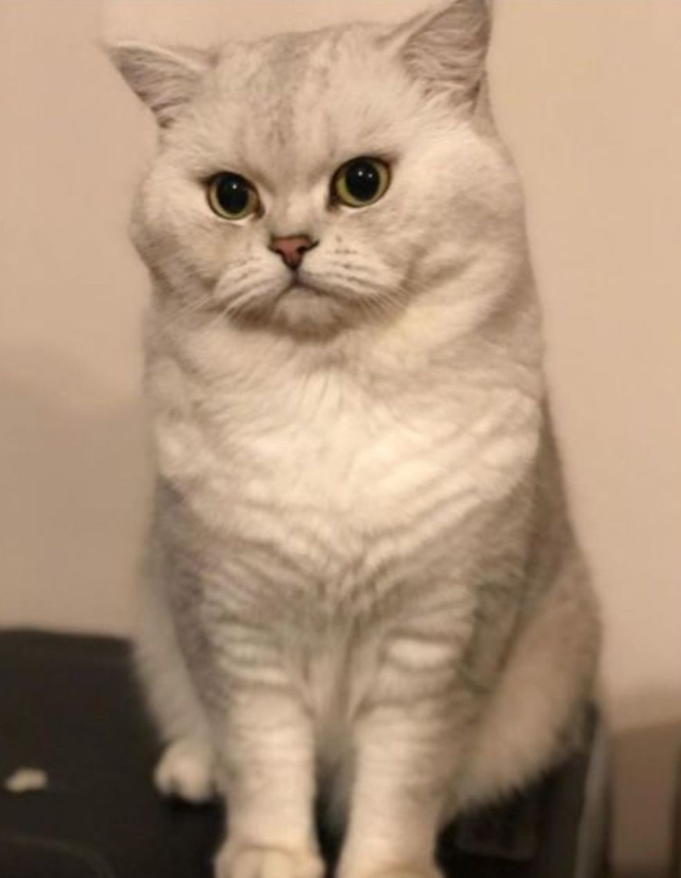 Шикарный опытный кот шиншила серебро, приглашает невет