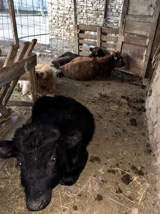 Букалар сатылады!