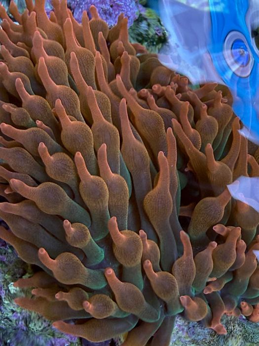 Anemone rosii/verzi - Entacmaea quadricolor (Bubble-tip anemone)