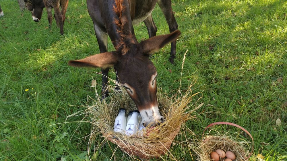 Lapte de Măgărită
