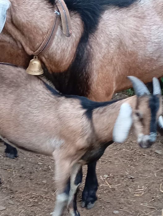 Țap anglo Nubian pentru monta
