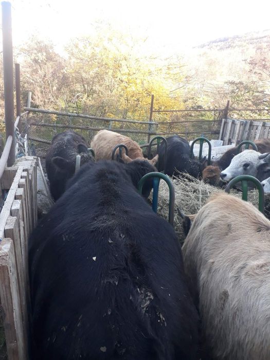 Продавам телета  за  месо