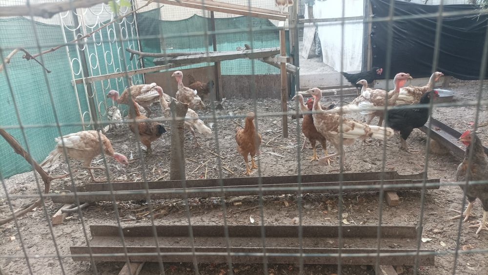 Продаётся цыплята ( Бурбон)