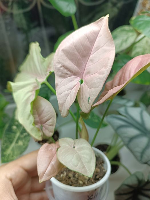 Сингониум Ред хард