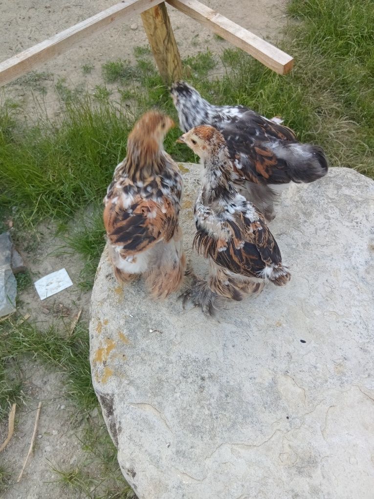 Pui brahma porțelan și bobat