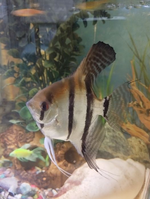 Красавчик -самец скалярии,подарю добрым людям