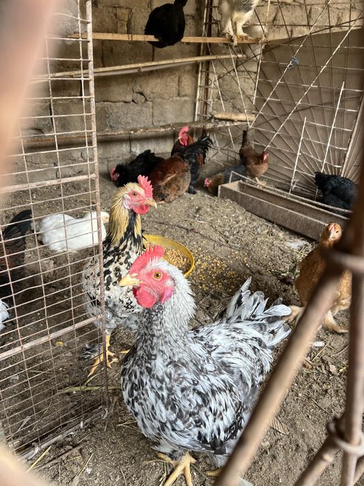 Несушка 90.000 ва Рангли товуклар 220.000 сотилади