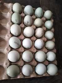 Vând oua Araucana pentru incubat