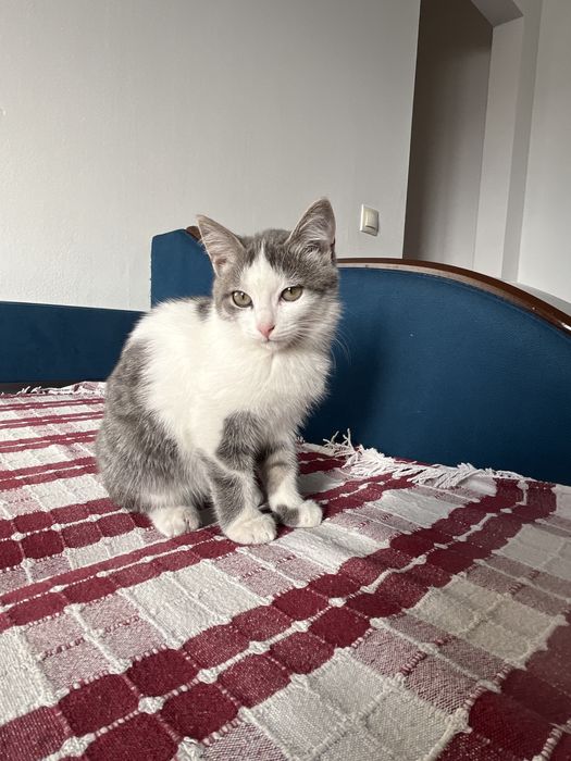 Котенок в хорошие руки