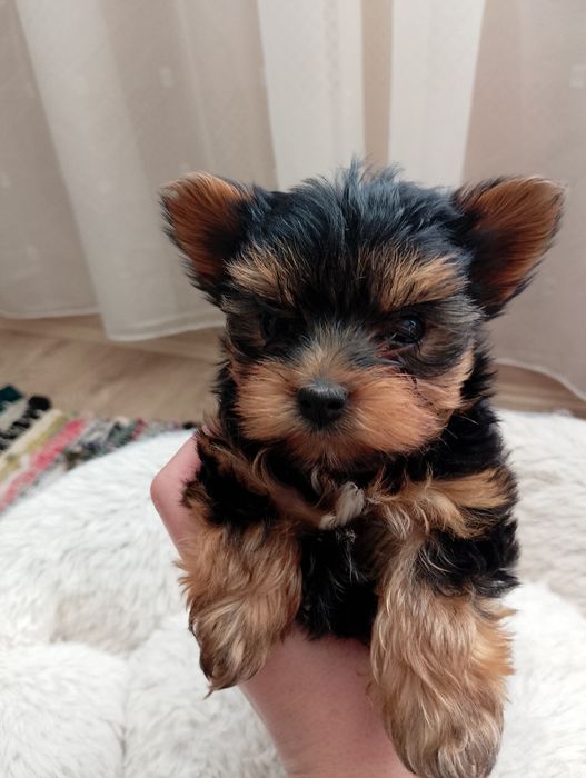 Мини йорки момченце