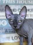 Pui Fetita Sphynx testata cu pedigree sphinx sfinx