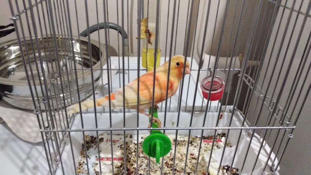 Кенар, канарейка нар