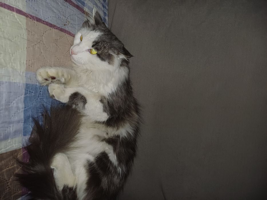 Отдам в добрые заботливые руки молодого кота