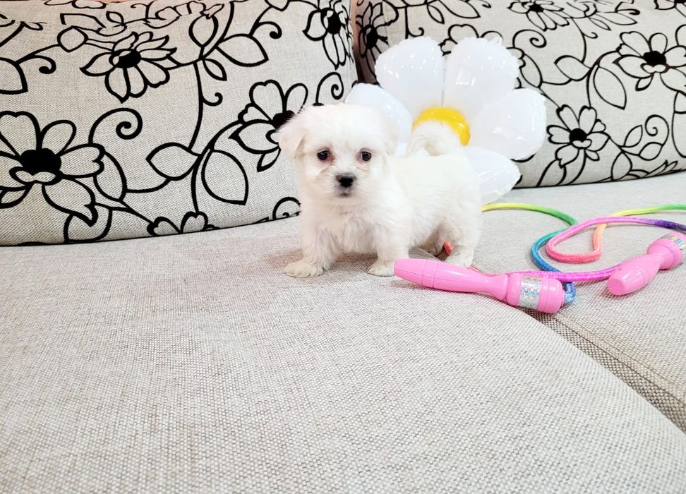 Bichon maltez toy