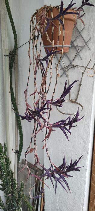 Vând planta decorativa Crassula și Regina Purpurie