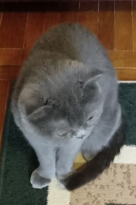 Вислоухие скотиш фолд котята