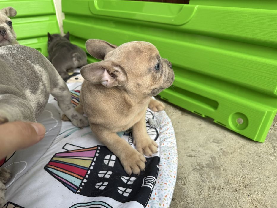 Bulldog Francez Lilac Fawn , ochi albastri, 2 luni