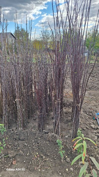 Vând pomi fructiferi altoiți