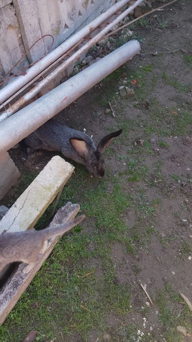 Vând iepuriță 5 luni jumate