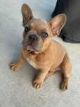Bulldog francez mascul
