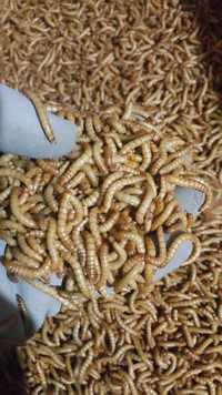 Vand mealworms viermi de faina  la  doar 10 lei