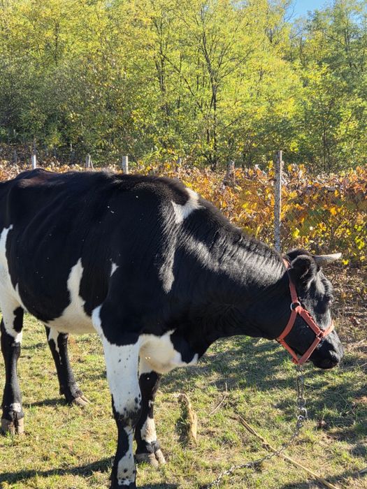 Vând vaca bălțată româneasca