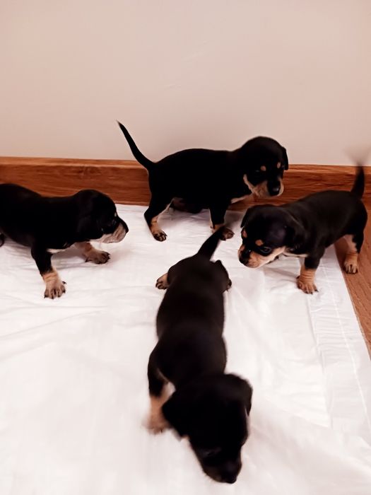 Продавам малки пинчери