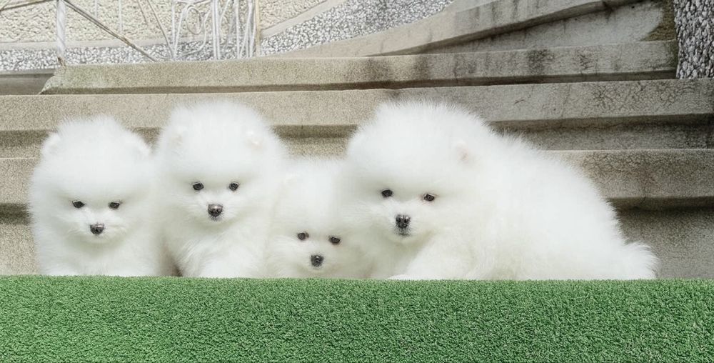 Померан померани мини