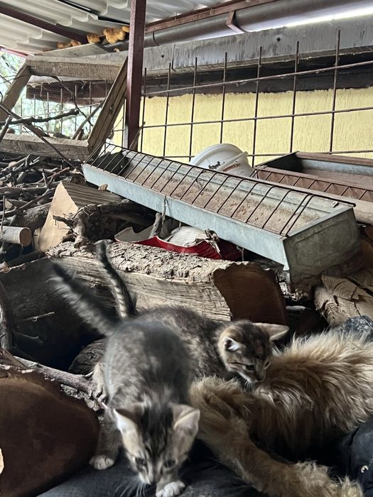 Donez pisica (2 pisicute)