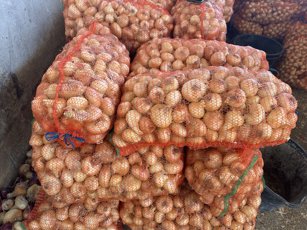 Vand ceapa  proaspata recolta 2025.Direct producator