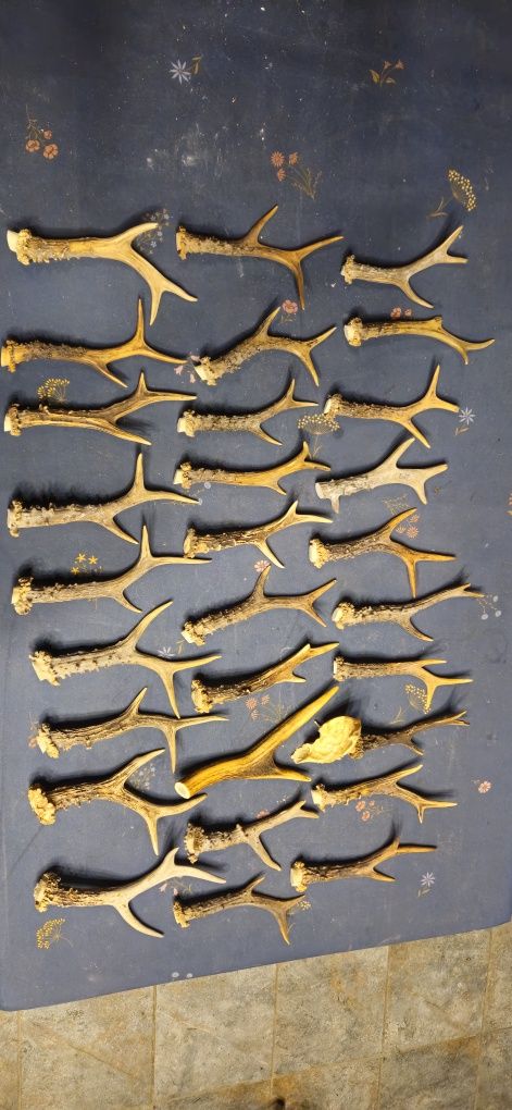 Vand 17 coarne carpatin+70 trofee diverse, 9 coarne lopatar. 8 poze