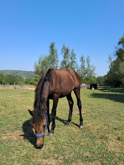Mânză neagră, 5-6 luni, blândă