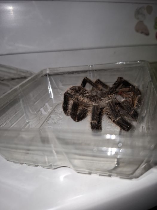 мёртвый паук, пушистый