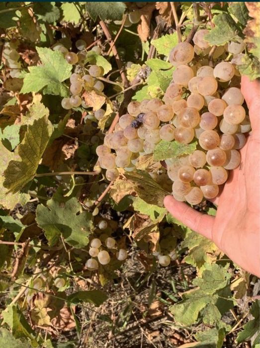 Struguri de vin producție 2025