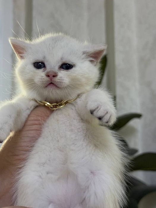 Скотиш страйт чистокровные мальчики и девочки