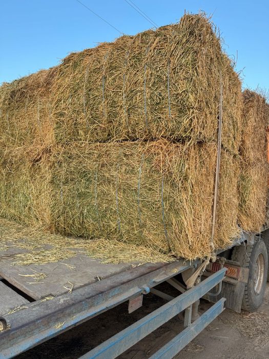 Сено (жонышка) экспарцет в больших тюках