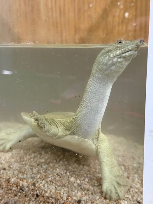 Водяная черепаха трионикс