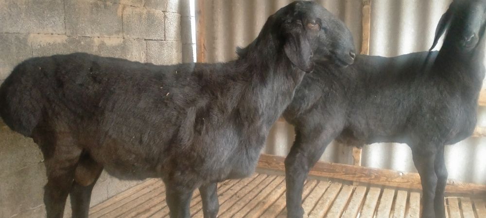 Қошқарлар бар срочно