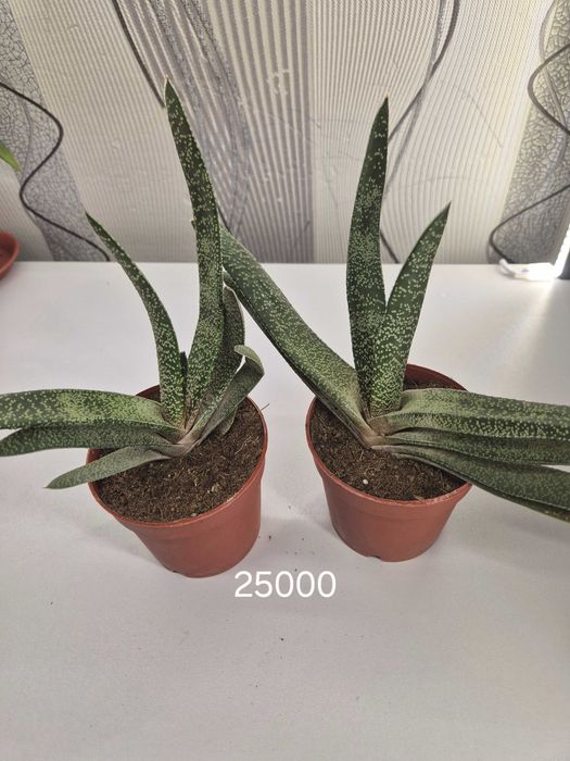 Продаётся комнатные цветы