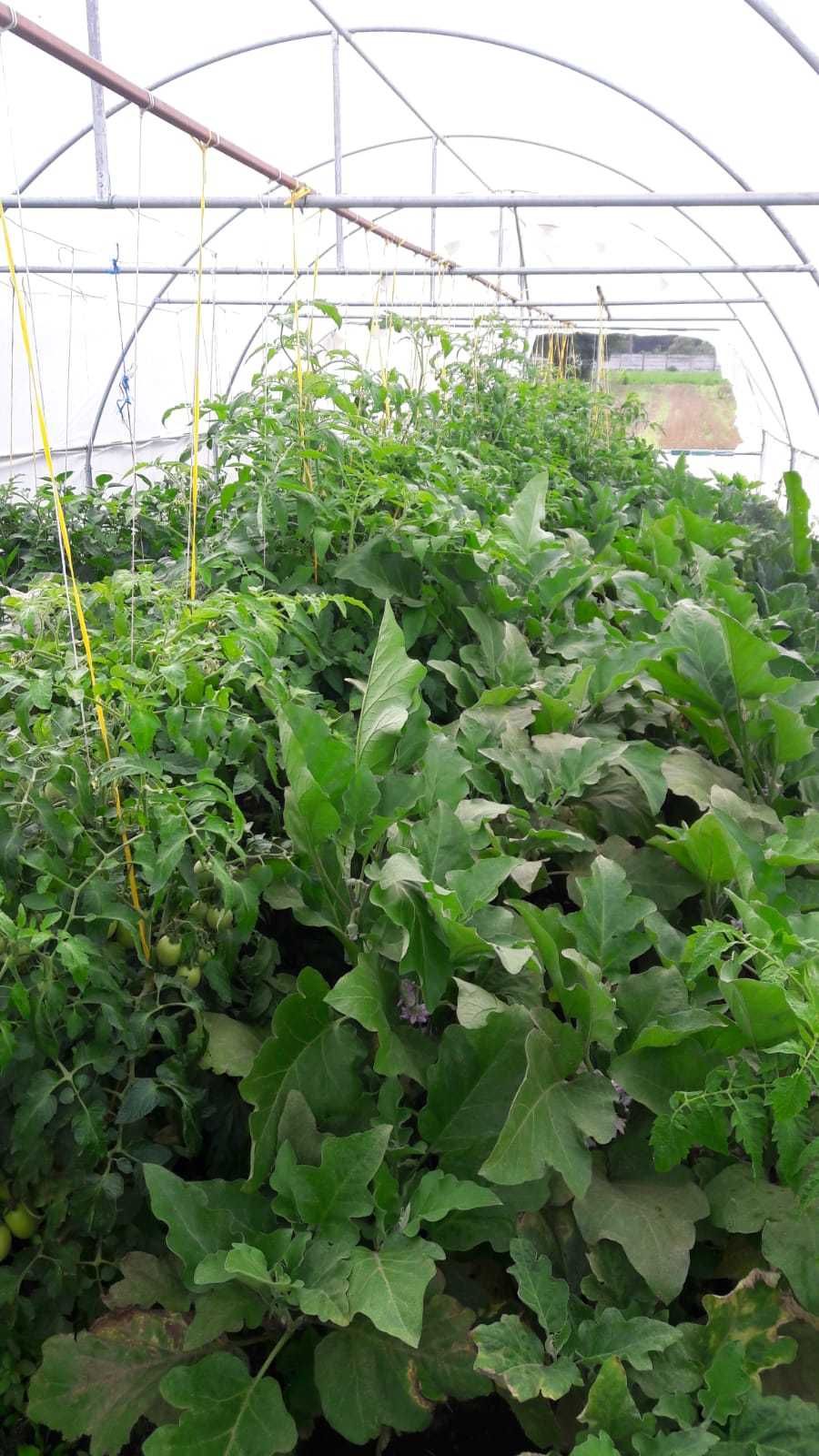 Solarul(sera) -  soluția ideală pentru cultivarea legumelor