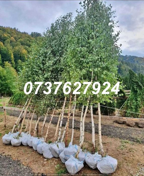 Foioase Calitate Extra | Tei, Platan | Livrare cu Verificare