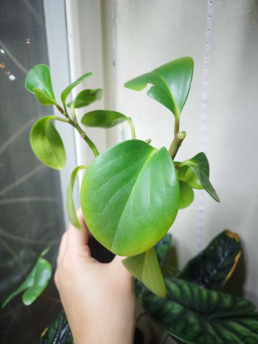 Комнатные растерия