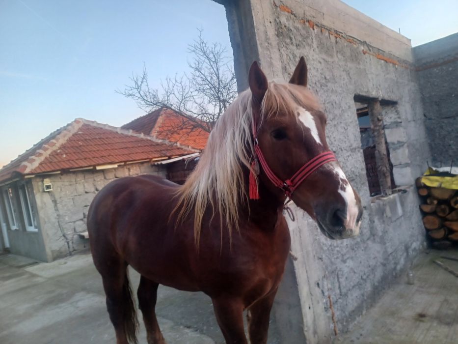 Vand armasar de 3 ani