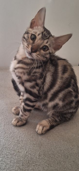Бенгальские котята