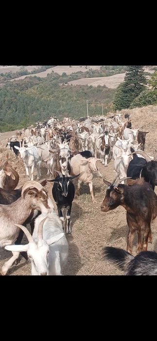 Продавам  стадо кози