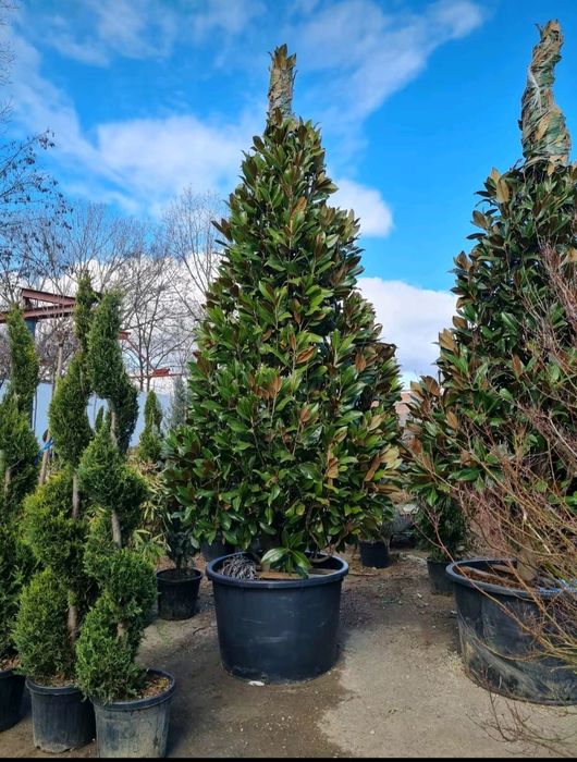 Magnolie grandifora 2m - 4m/ calitate premium