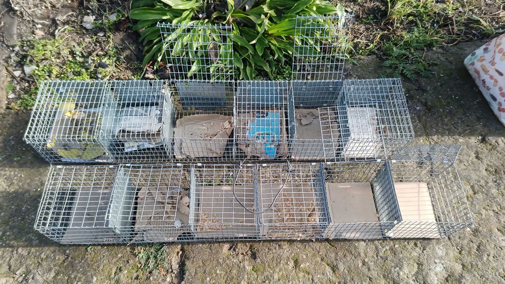 Accesorii iepuri, chinchilla