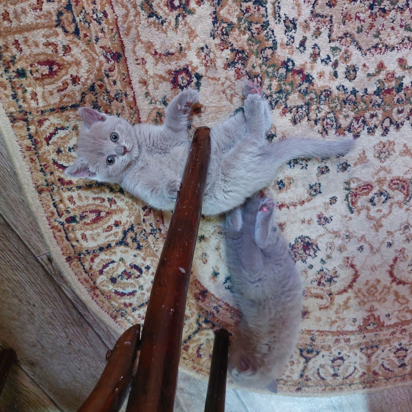 Котёнок девочка шотландской породы страйт